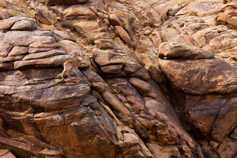 Siberian Ibex